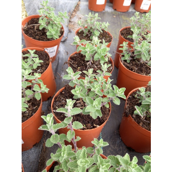 Kocimiętka Faassena Six Hill`s Giant - Nepeta faassenii