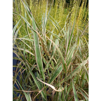 Mozga trzcinowata Picta-Phalaris arundinacea