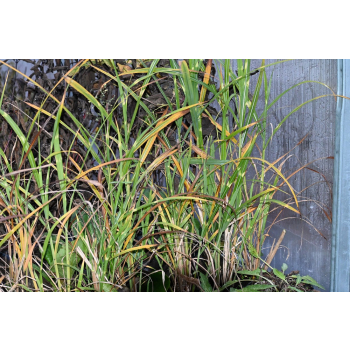 Miskant chiński Zebrinus - Miscanthus sinensis