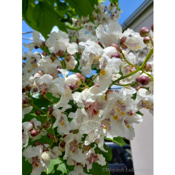 Katalpa zwyczajna-Catalpa bignonioides