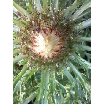 Dziewięćsił łodygowy-Carlina acualis ssp.simplex