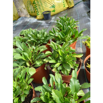 Jastrun wielki Silberprinzesschen - Luecanthemum maximum Nanus