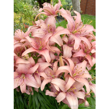 Lilia azjatycka Sorocaba-Lilium asiatic