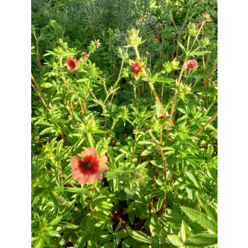 Pięciornik nepalski-Potentilla nepalensis