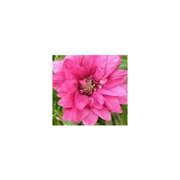 Malina okazała Olympic Double - Rubus spectabilis
