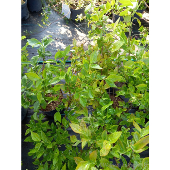 Borówka Bluecrop-Vaccinium corymbosum