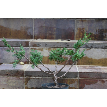 Jałowiec chiński Shimpaku - Juniperus chinensis 0088