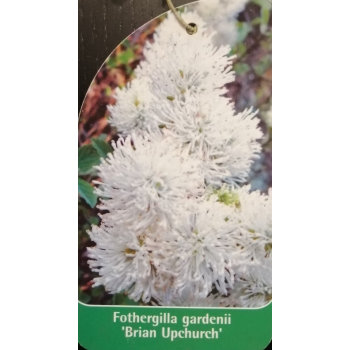 Fotergilla olszolistna Carolina (Brian Upchurch)-Fothergilla gardenii