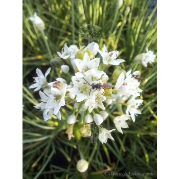 Szczypior czosnkowy - Allium tuberosum