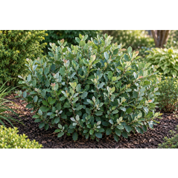 Fotergilla olszolistna Glaucophylla - Fothergilla gardenii