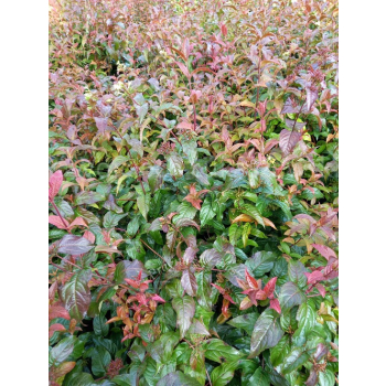 Zadrzewnia Troja Black-Diervilla rivularis