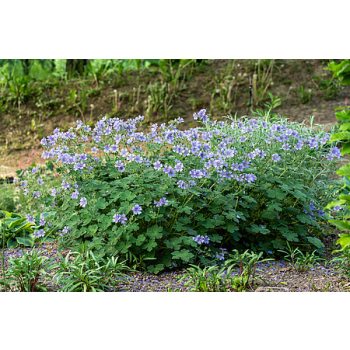 Bodziszek Renarda Philippe Vapelle - Geranium renardii