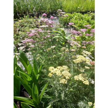 Krwawnik pospolity - Achillea millefolium Colorado