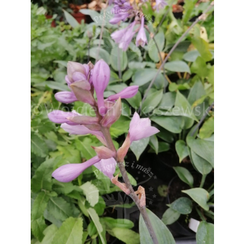 Funkia Halcyon-Hosta