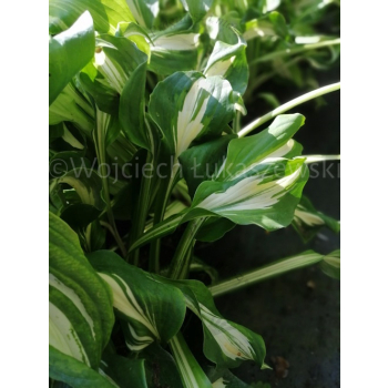 Funkia falista-Hosta