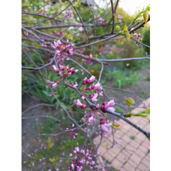 Judaszowiec kanadyjski-Cercis canadensis