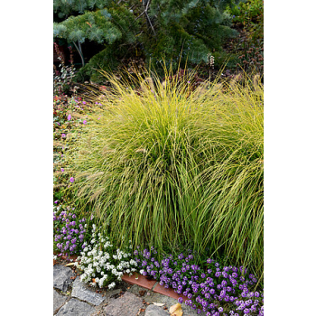 Rozplenica japońska Hameln Gold - Pennisetum alopecuroides