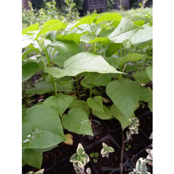Katalpa zwyczajna-Catalpa bignonioides