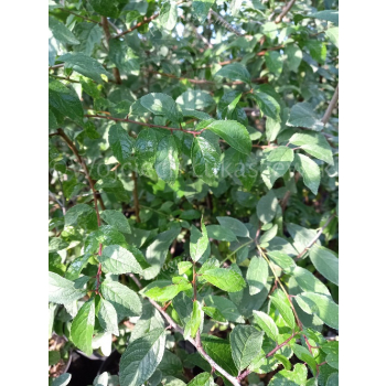Śliwa tarnina-Prunus spinosa