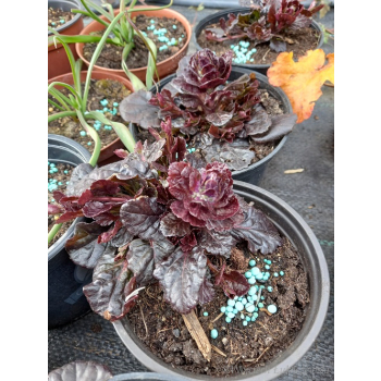 Dąbrówka rozłogowa bordowa-Ajuga reptans