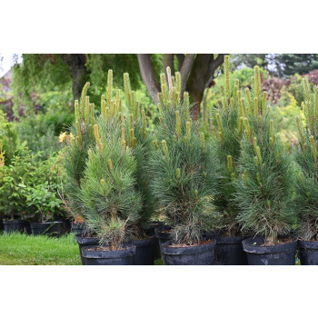 Sosna czarna Green Tower - Pinus nigra