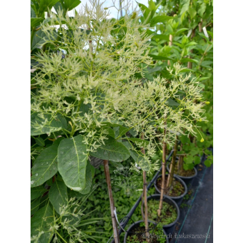 Perukowiec podolski Kanari-Cotinus coggygria