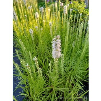 Liatria kłosowa biała-Liatris spicata