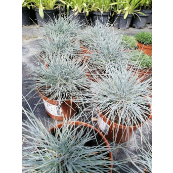 Kostrzewa sina Uchte - Festuca glauca Uchte