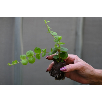 Tojeść rozesłana - Lysimachia nummularia