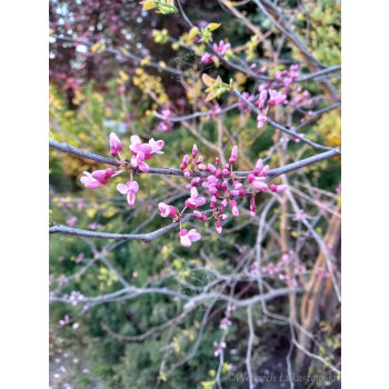 Judaszowiec kanadyjski-Cercis canadensis
