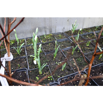 Śnieżyczka - Galanthus nivalis
