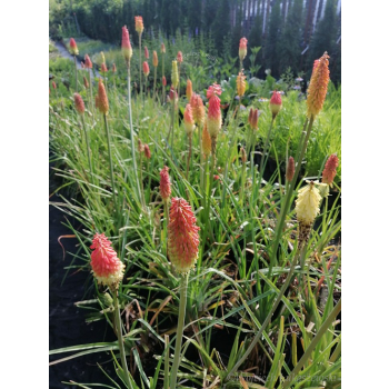 Trytoma groniasta-Kniphofia