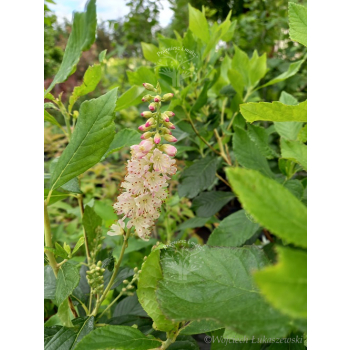 Orszelina olcholistna Ruby Spice - Clethera alnifolia