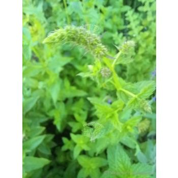 Mięta pieprzowa-Mentha x piperita
