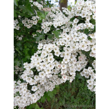 Głóg jednoszyjkowy-Crataegus monogyna