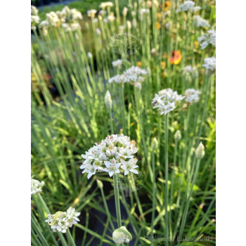 Szczypior czosnkowy - Allium tuberosum