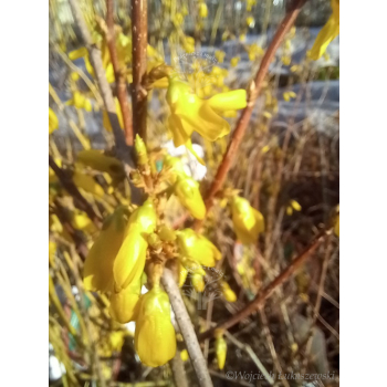 Forsycja zielona Kumson-Forsythia viridissima