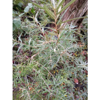 Rokitnik zwyczajny-Hippophae rhamnoides