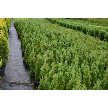 Żywotnik zachodni Brobeck's Tower - Thuja occidentalis