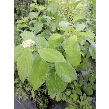 Dereń rozłogowy Flaviramea-Cornus sericea