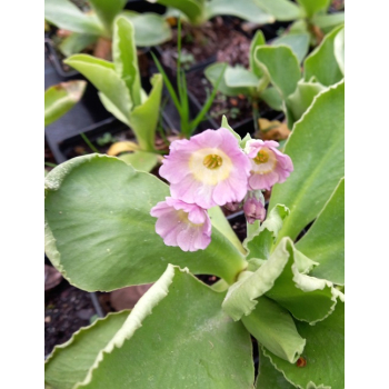 Pierwiosnek omszony-Primula pubescens