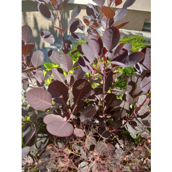 Perukowiec podolski Lilla-Cotinus coggygria