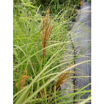 Miskant chiński Krater-Miscanthus sinensis