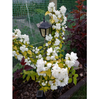 Jaśminowiec Yellow Hill-Philadelphus