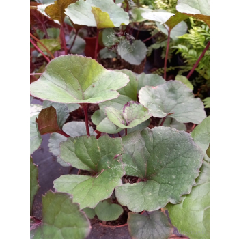 Języczka pomarańczowa-Ligularia dentata Midnight Lady