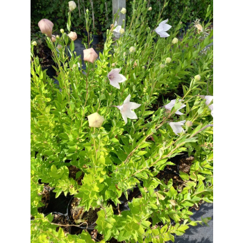 Platykodon różowy-Platycodon grandiflorus