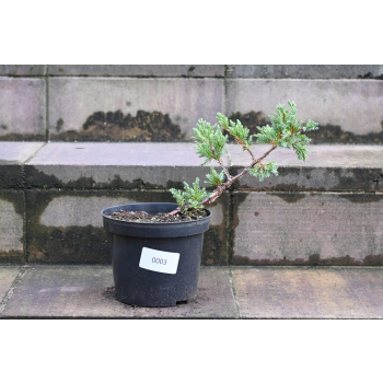 Jalowiec łuskowy Holger - Juniperus squamata 0003