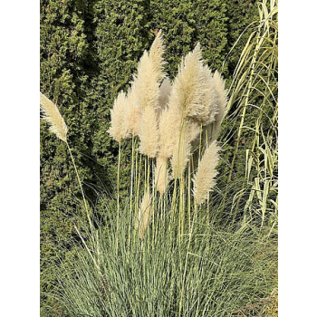 Trawa pampasowa - Cortaderia selloana