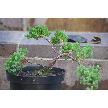 Jałowiec rozesłany Nana - Juniperus procumbens 0026