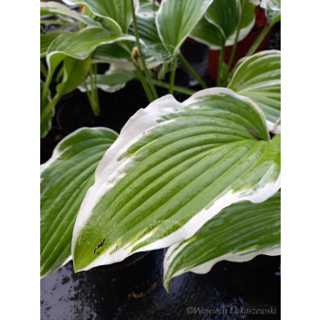 Funkia z białymi obrzeżami-Hosta